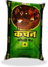 Kanchan